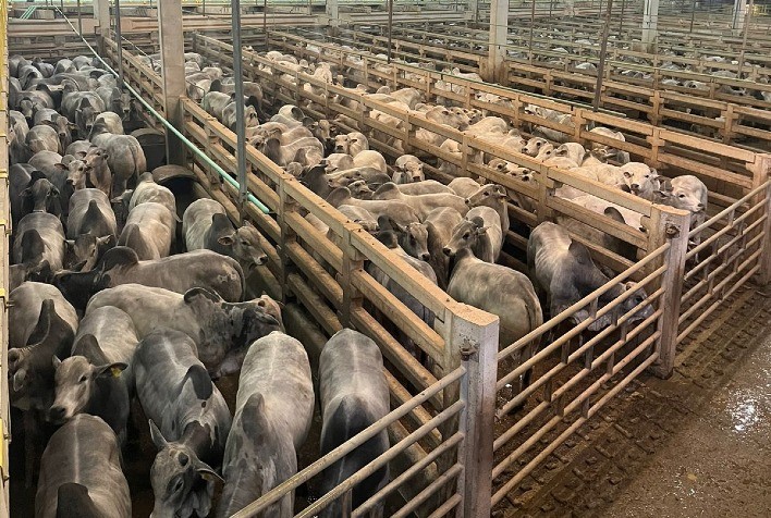 Circuito Nelore de Qualidade 2023 avalia cerca de 2.100 animais em etapa paraguaia