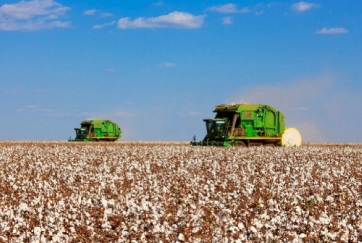 Algodão: Agentes estão voltados aos contratos a termo