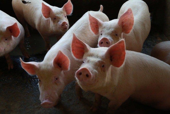 Com alta intensa no preço do suíno vivo, poder de compra dos criadores aumenta em SP