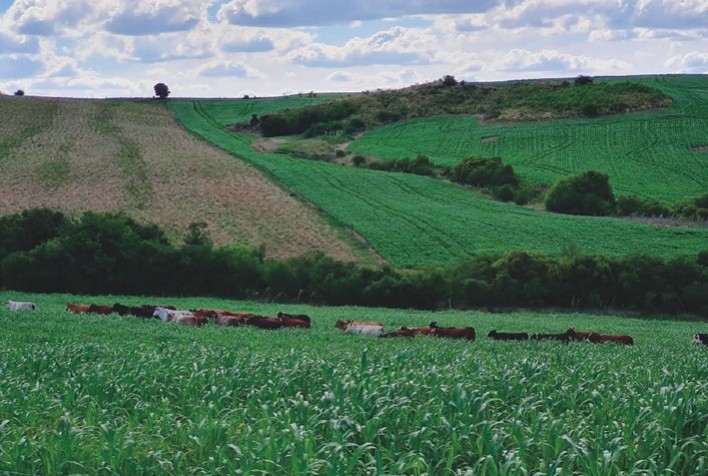 Sistema que integra lavoura e pecuária alia produtividade e sustentabilidade no Pampa