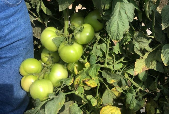 Tomaticultura: Fungicida multicultura é eficaz em programas de manejo da pinta-preta, destaca fabricante