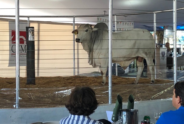 CFM aborda precocidade sexual no Simpósio Repronutri, em Campo Grande