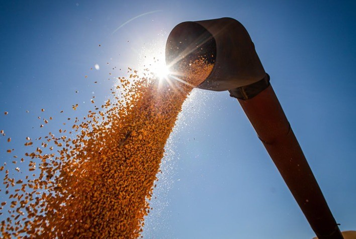 AGRO: Copacol atinge recorde de produção de milho: 16 milhões de sacas foram recebidas