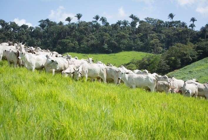 Rebanho bovino goiano bate novo recorde e chega a 24,4 milhões de cabeças