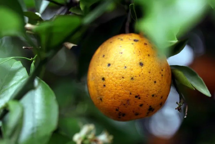 Agrodefesa atualiza a lista de municípios goianos com ocorrência da Pinta Preta dos Citros