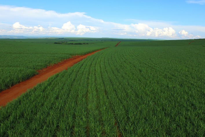 Mercado da cana ainda depende do El Niño