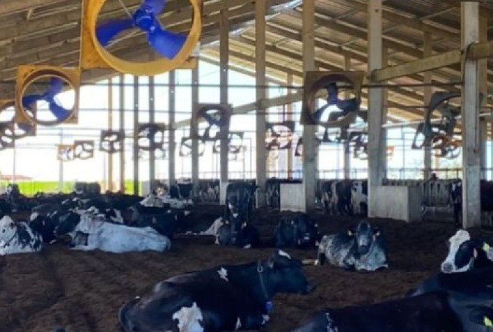 Fazenda do Ceará moderniza gestão para enfrentar desafios da atividade leiteira