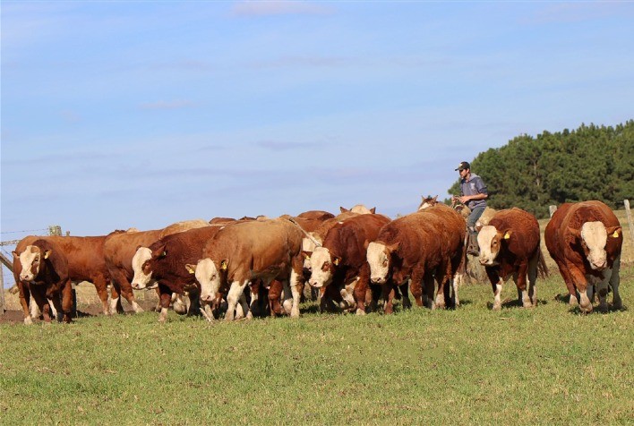 Associação Brasileira das Raças Simental e Simbrasil comemora 60 anos com nacional virtual e congresso brasileiro