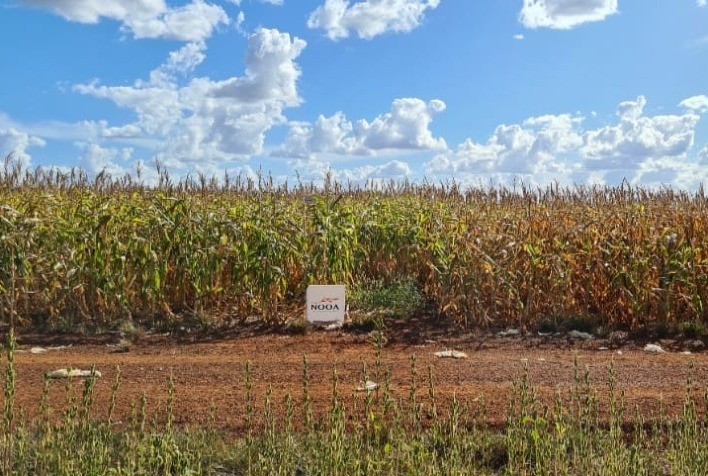 Como escolher a solução de controle biológico ideal para sua lavoura?
