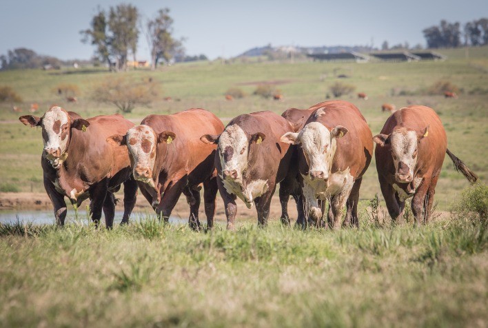 51º Remate Guatambu e Caty