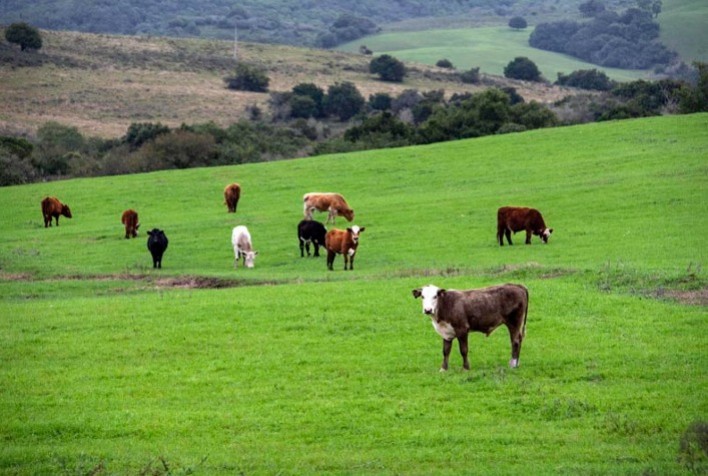 Melhorar a produtividade e a comunicação são importantes ações para ajudar a pecuária gaúcha