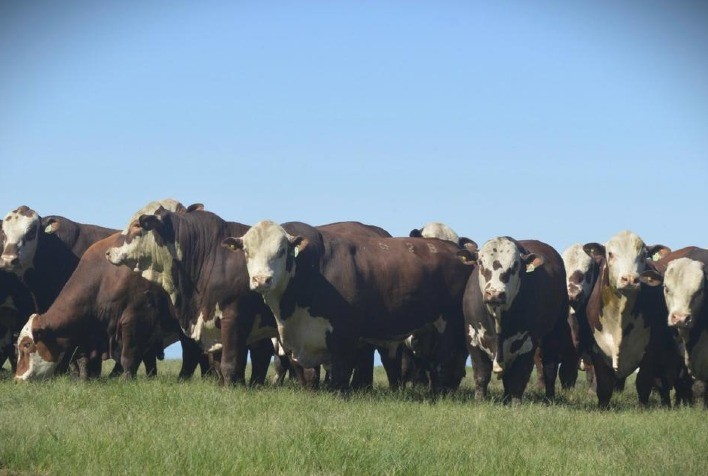 Santa Tereza levará à venda oferta homogênea das raças Hereford, Braford e Brangus