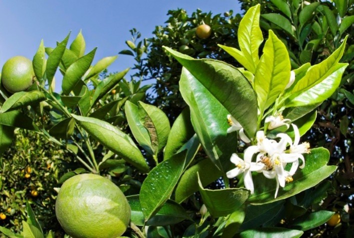 Inseticida da ADAMA tem ampliação de registro para pragas de difícil controle em frutíferas e vegetais