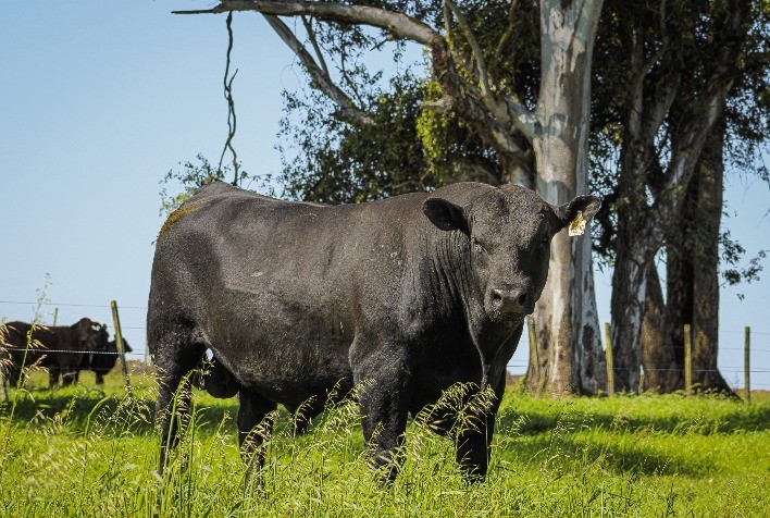 Integração faz dez anos com oferta de elite da Prova de Eficiência Alimentar e dos Sumários Angus e Brangus