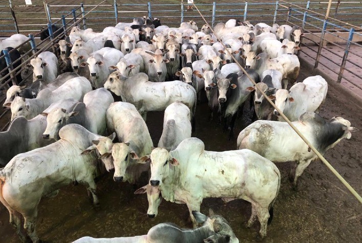 Alta Floresta (MT) recebe a 14ª etapa nacional do Circuito Nelore de Qualidade 2023