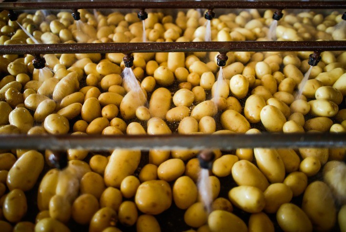 Batata: Maior oferta pressiona cotações