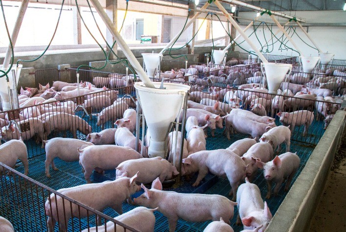 Preço médio do suíno vivo nos primeiros oito meses atingiu 37,3% do valor praticado na carne suína junto aos consumidores