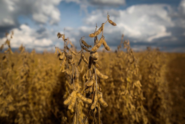 Soja: Mercado futuro abre a sessão desta 5ª feira com baixas na CBOT