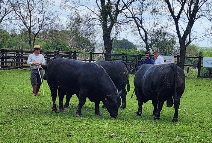 Alta genética chamou atenção nos machos angus e ultrablack na Exposição Nacional de Rústicos 2023