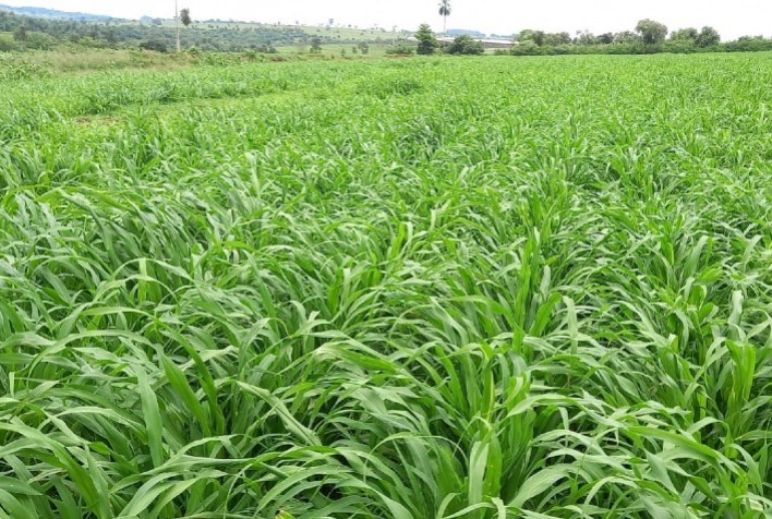 Um dos gargalos da pecuária, alimentação do rebanho alcança qualidade superior com o Híbrido de Milheto ADRF 6010 Valente