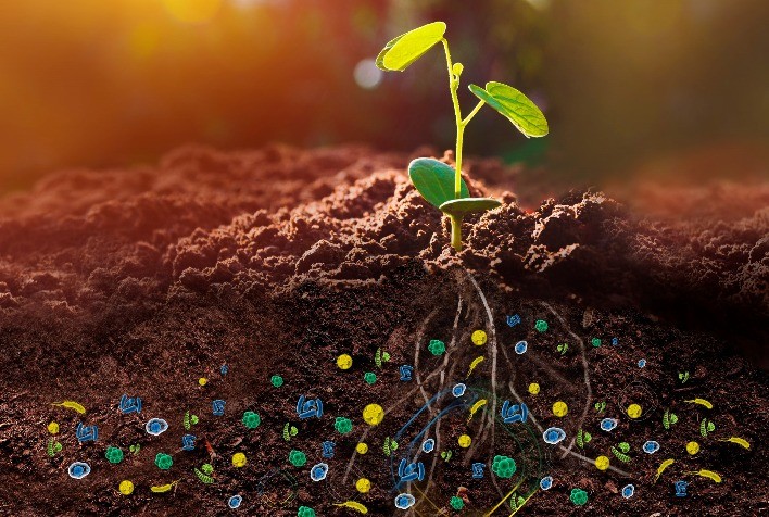 Multibenefícios para o solo, para a planta e para o bolso do agricultor