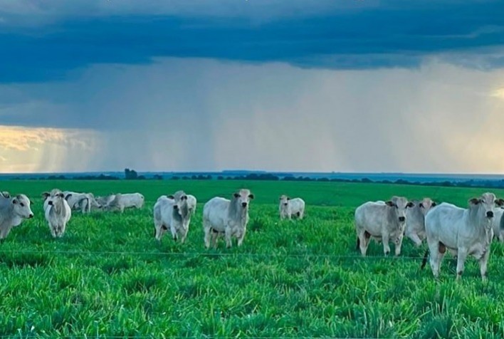 Com chegada das chuvas, pecuaristas devem estar atentos ao arame dos pastos para rotação de pastagens
