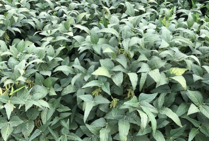 Fungicida multicultura mostra desempenho favorável ao produtor no controle da doença septoriose