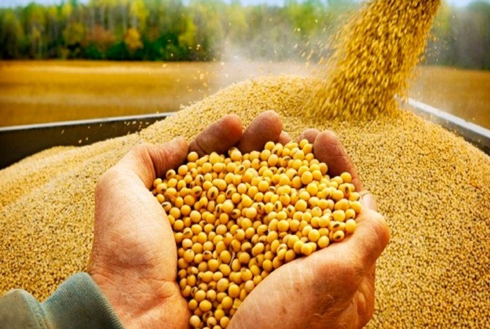 Soja dá sequência às baixas e opera em queda na Bolsa de Chicago nesta manhã de 2ª feira