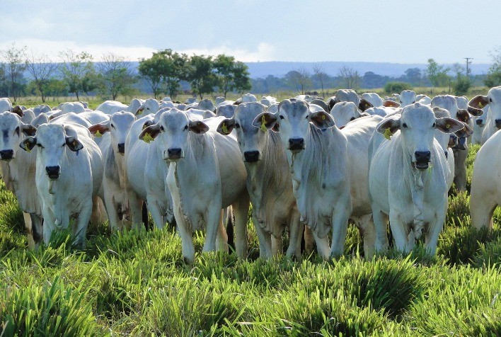 Rebanho bovino de Mato Grosso cresce e tem novo recorde; Cáceres é líder