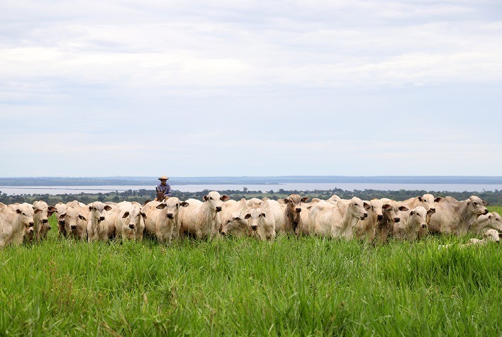 Seleção CV Nelore Mocho oferta 200 animais em seu 80º leilão