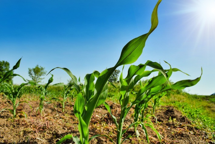 Clima e rentabilidade desestimulam produção de milho 23/24