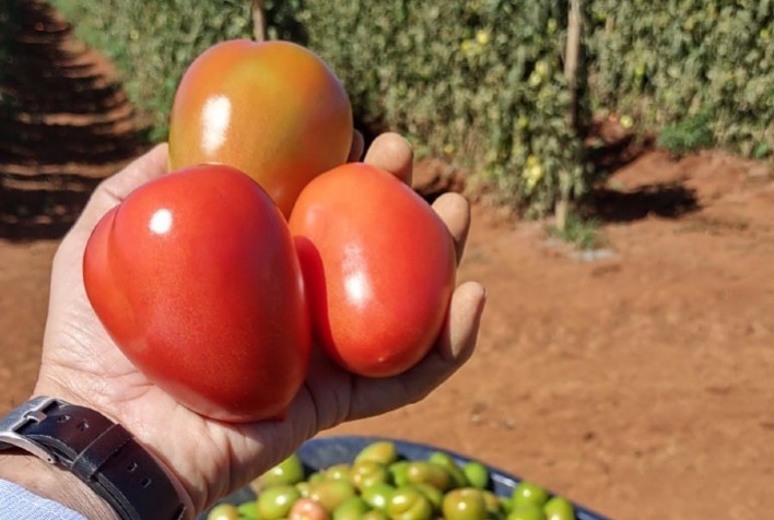 Tomate híbrido recém-lançado se destaca na tomaticultura pelos resultados no cultivo em tempo seco e colheita no período de chuvas
