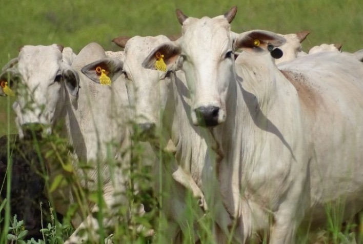 Estudo em parceria com a JBS mostra que o uso de tanino reduz em 17% a emissão de gases de efeito estufa na pecuária