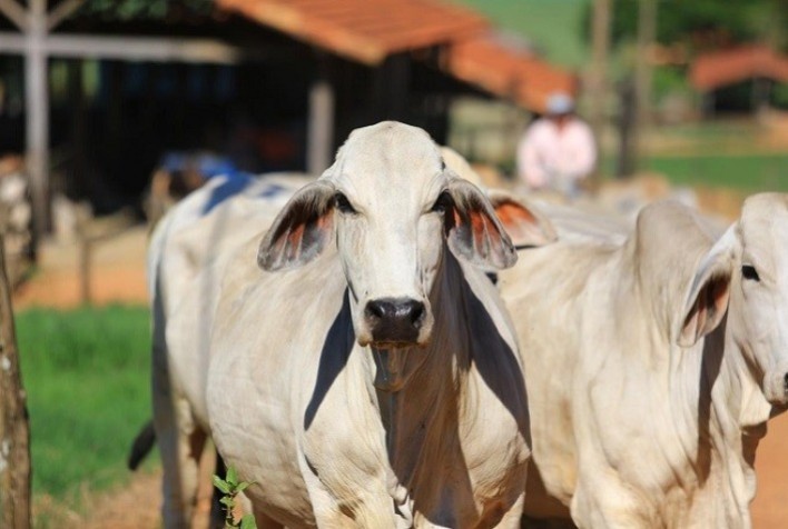 Brasil realiza primeira exportação de embriões zebuínos produzidos in vitro para o Peru