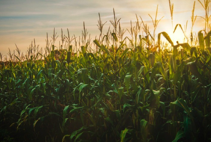 Unaí é o município mais rico de Minas no agronegócio