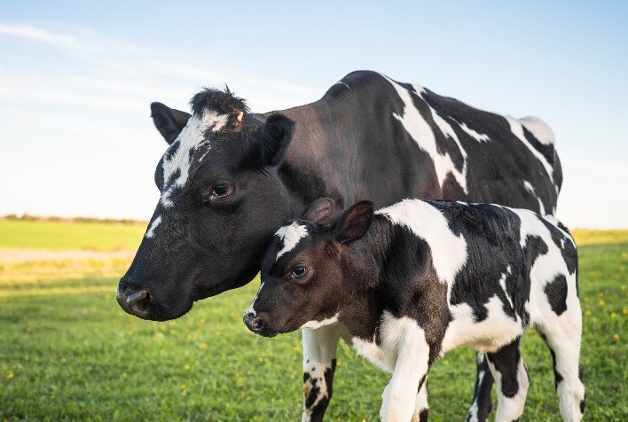 Sanidade pode ser decisiva para desenvolvimento de bezerras até a desmama