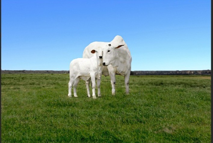 Suplementos à base de óleos essenciais elevam em até 16% a taxa de prenhez de vacas