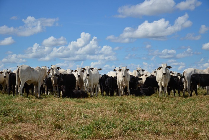 Consumidor quer maciez, sabor e suculência à mesa, e exige que produtor invista em genética para marmoreio