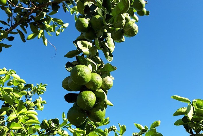 Citricultores ganham sistema orgânico de produção de lima ácida Tahiti