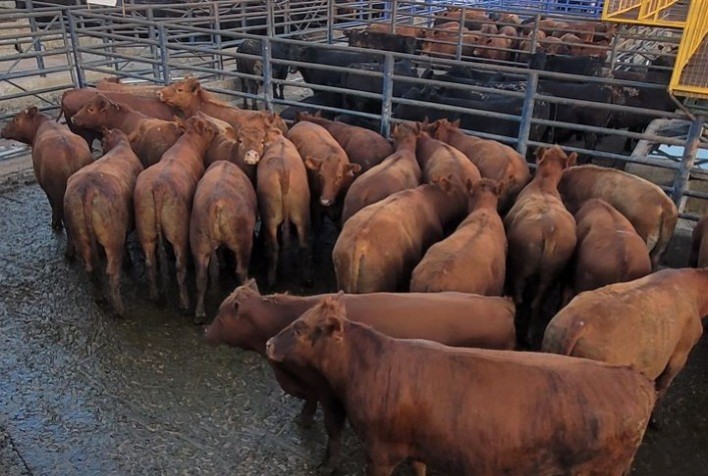 Animais precoces e pesados marcou o Concurso de Carcaça em Bagé (RS), no último dia 29 de setembro