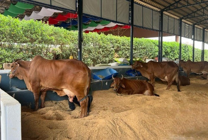 Animais do Concurso Leiteiro da ExpoLeite começam a chegar ao Parque Fernando Costa