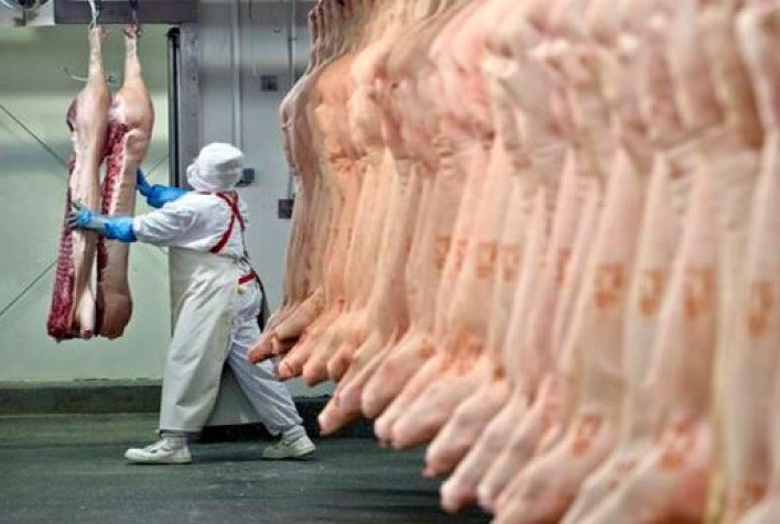 Exportação preliminar de carne suína atingiu 98,5 mil toneladas em setembro