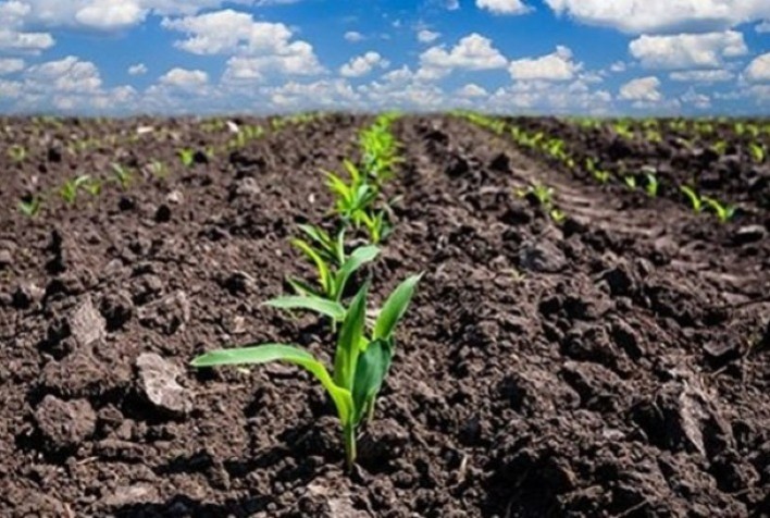 Deral indica plantio do milho verão em 82% no Paraná