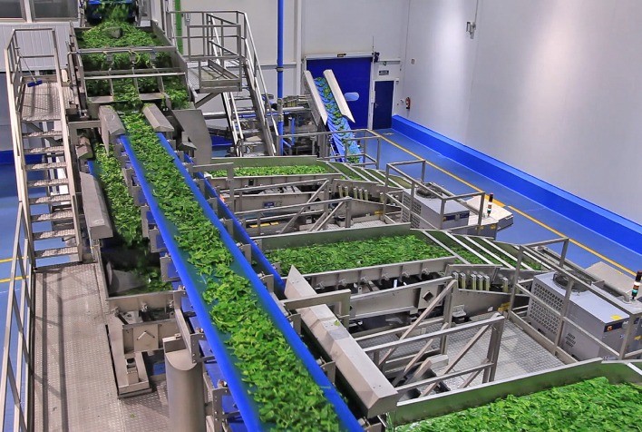 Classificadores revolucionários estão combatendo a ameaça de ervas daninhas tóxicas em vegetais verdes