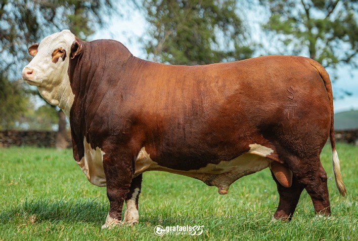 Carcávio colocará em pista a genética de grandes campeões Braford