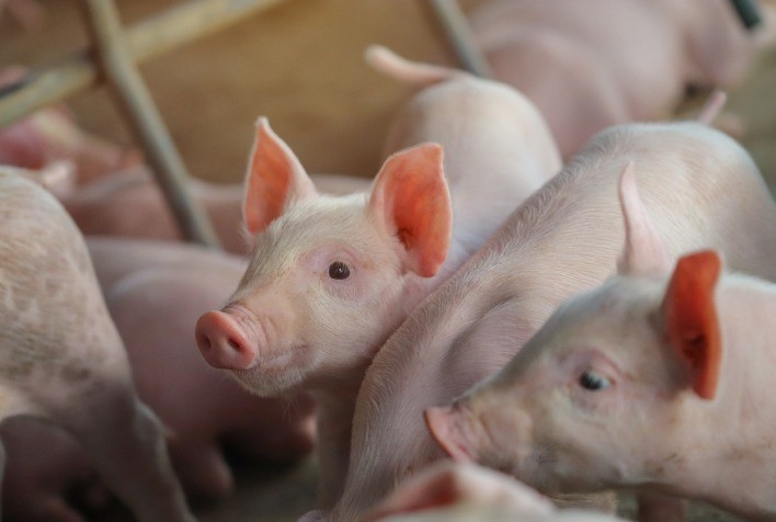 Protease exógena vira alternativa importante para dieta de aves e suínos