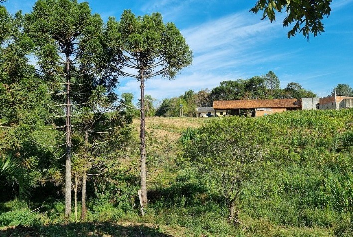 Projeto estimula a restauração de áreas de Reserva Legal com araucárias