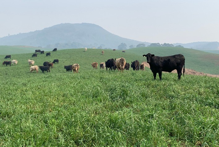 Novo conceito traz pilares importantes na construção de uma pecuária a prova de crises