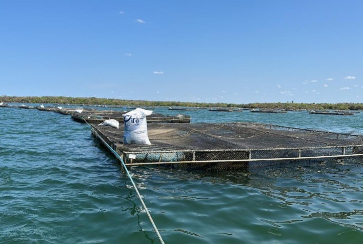 Nutrição de alta tecnologia ajuda nos desafios de criar peixes em altas temperaturas