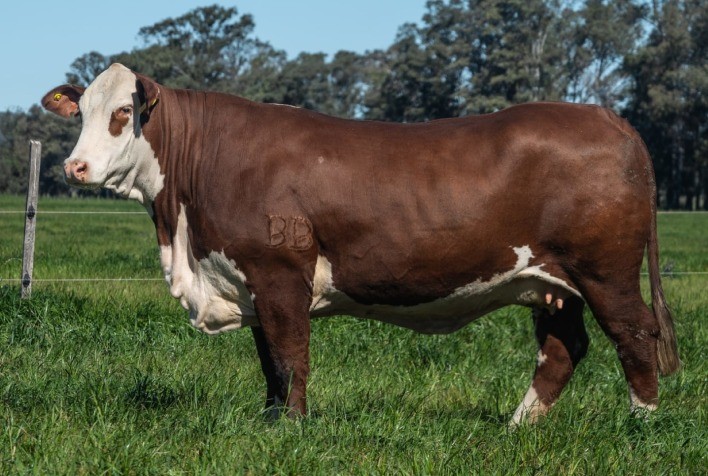 Remate da Bela Vista terá touro Rudá e vacas Lady e Capitu como destaque